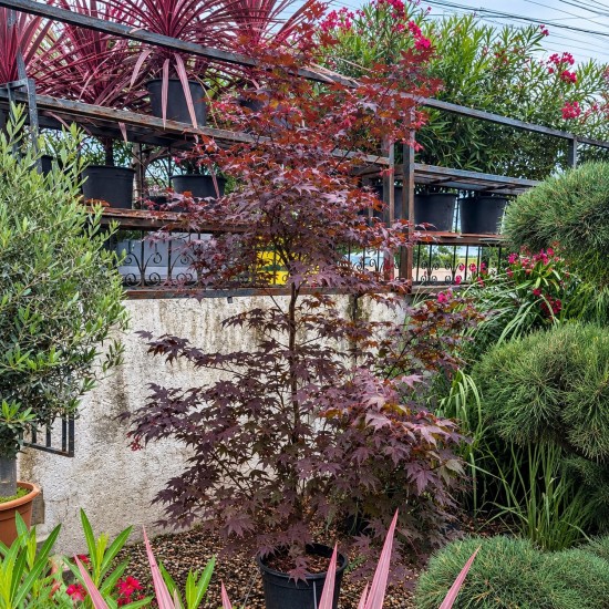 Acer palmatum Bloodgood - Arțar japonez roșu