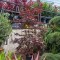 Acer palmatum Bloodgood - Arțar japonez roșu
