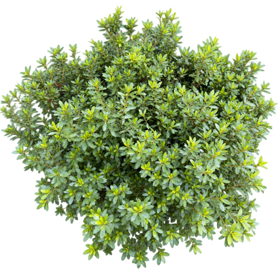 Azalea japonica - Azalee