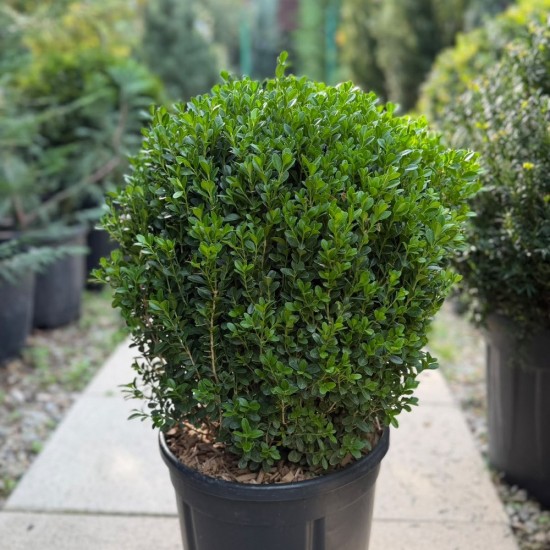 Buxus sempervirens bilă 20-30cm - Cimișir