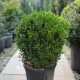 Buxus sempervirens bilă 20-30cm - Cimișir