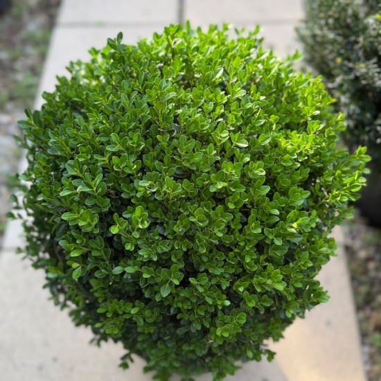 Buxus sempervirens bilă 20-30cm - Cimișir
