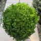 Buxus sempervirens bilă 20-30cm - Cimișir