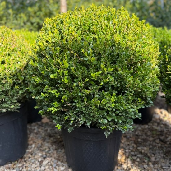 Buxus sempervirens bilă 40-50cm - Cimișir