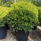 Buxus sempervirens bilă 40-50cm - Cimișir