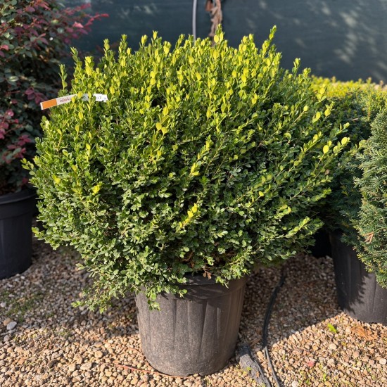 Buxus sempervirens bilă - Cimișir
