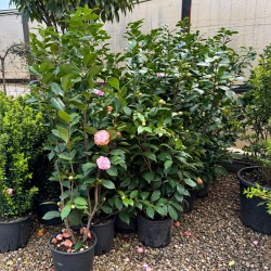 Camellia japonica 140-150cm - Camelie