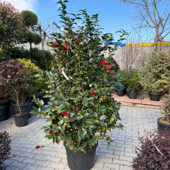 Camellia japonica Rosso - Camelie roșie