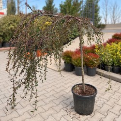Cotoneaster horizontalis - Cotoneaster pe tija 