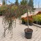 Cotoneaster horizontalis - Cotoneaster pe tija 