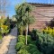 Cedrus deodara Feelin Blue - Cedru albastru 