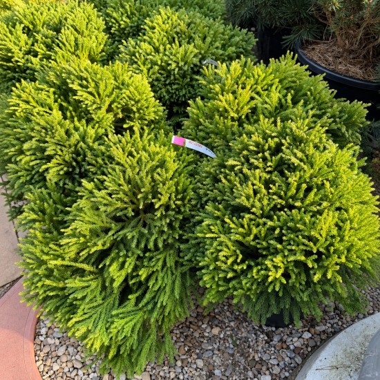 Cryptomeria japonica Globosa Nana - Cedru japonez pitic