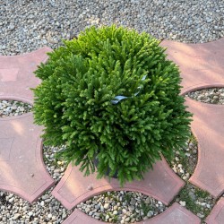 Cryptomeria japonica Globosa Nana - Cedru japonez pitic