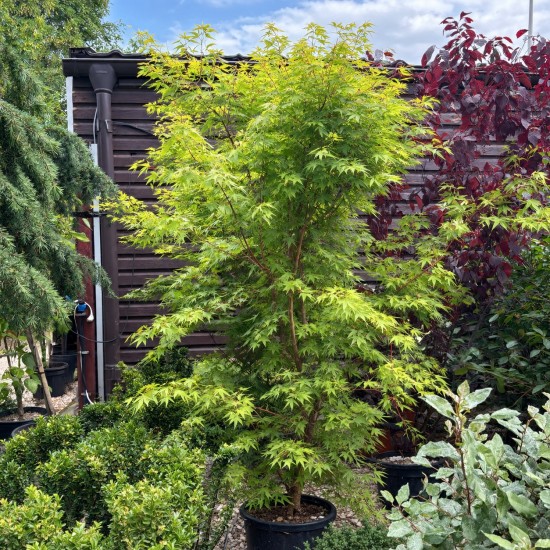 Acer palmatum Sangokaku