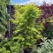 Acer palmatum Sangokaku