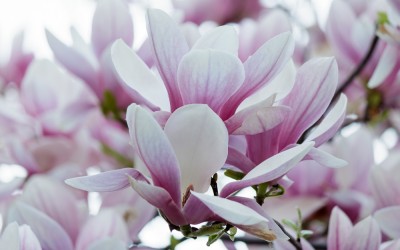 De ce nu se tunde Magnolia