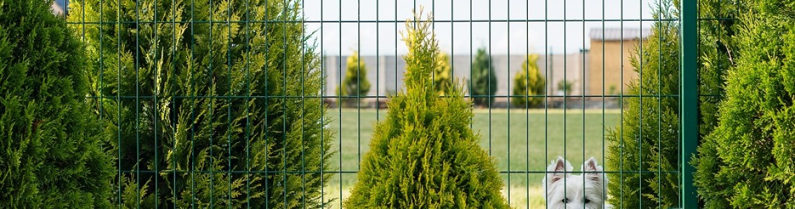 Gard viu din tuia Smaragd sau chiparos Leylandii? Avantaje și diferențe