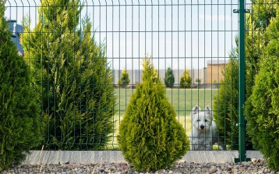 Gard viu din tuia Smaragd sau chiparos Leylandii? Avantaje și diferențe