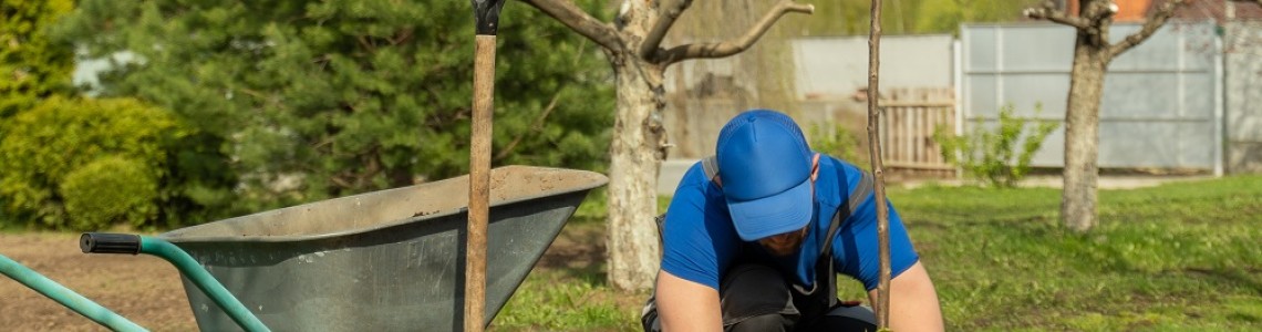 Cum muti corect arborii si arbustii in gradina