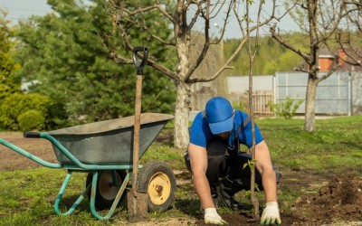 Cum muti corect arborii si arbustii in gradina