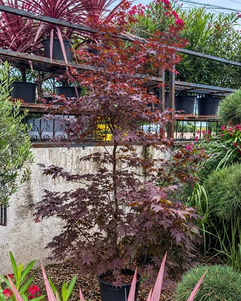Acer palmatum Bloodgood cu frunze roșii