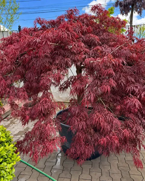 Acer dissectum Rosso pe tulpină