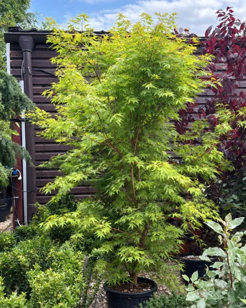 Acer palmatum Sangokaku