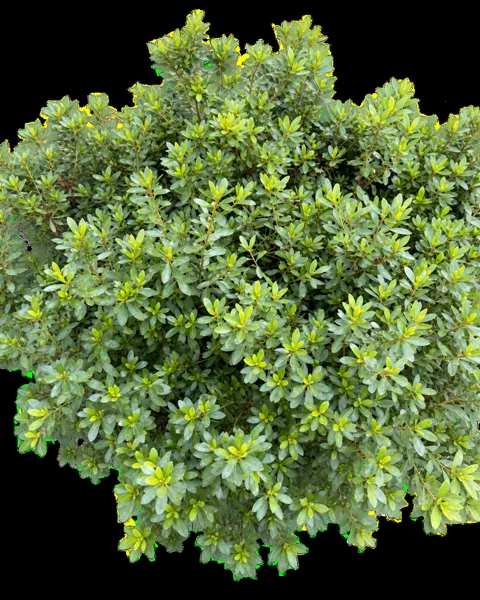 Azalea japonica în ghiveci