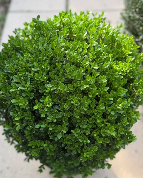 Buxus sempervirens tuns în formă de bilă