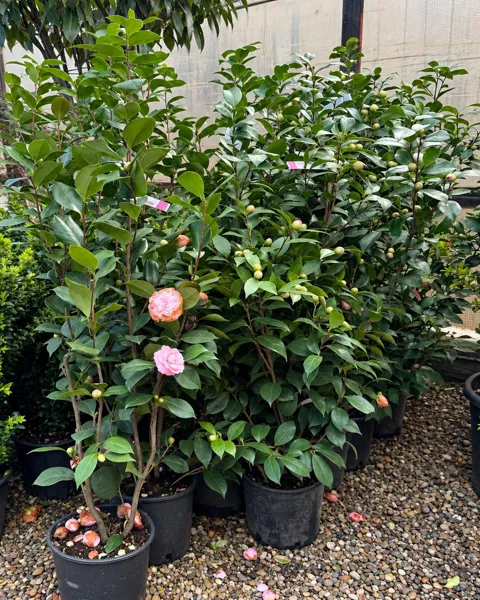 Camellia japonica, 140-150 cm