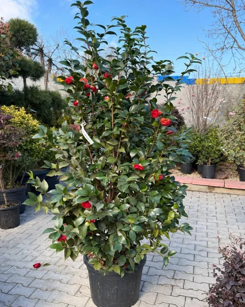 Camellia japonica Rosso în ghiveci