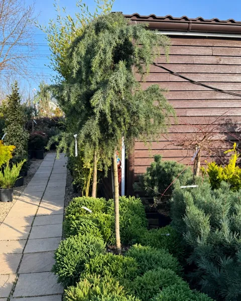 Cedrus deodara Feelin Blue
