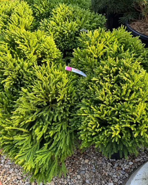 Cryptomeria japonica Globosa Nana