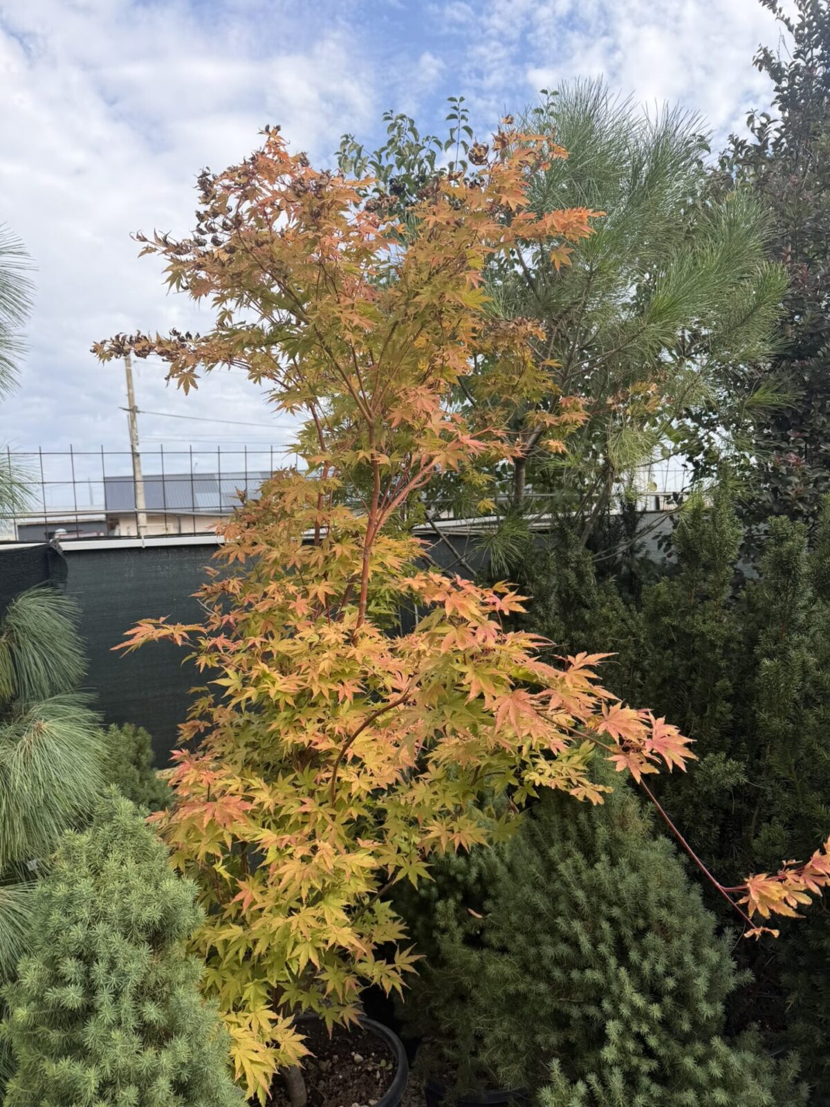 Acer palmatum 'Sango-kaku'