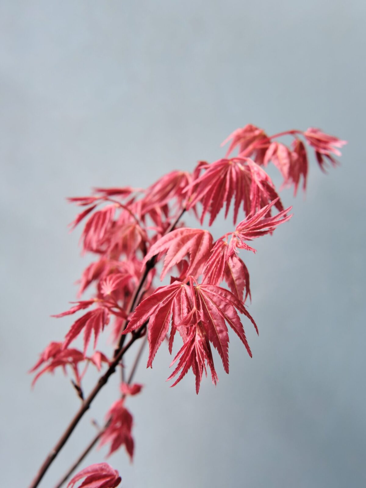 Acer japonicum 'Aconitifolium' - Arțar japonez 'Aconitifolium'