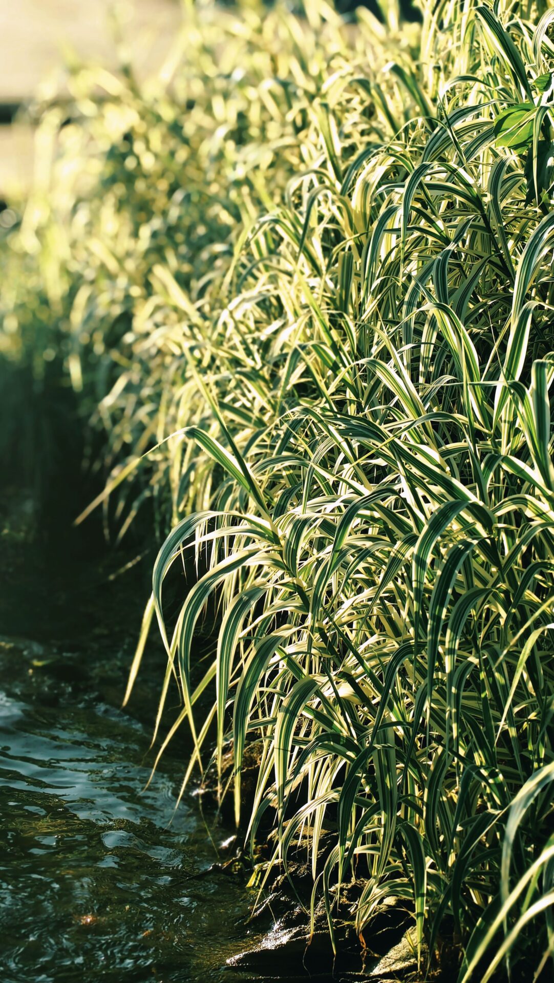 Arundo donax 'Variegata' - Trestie variegată
