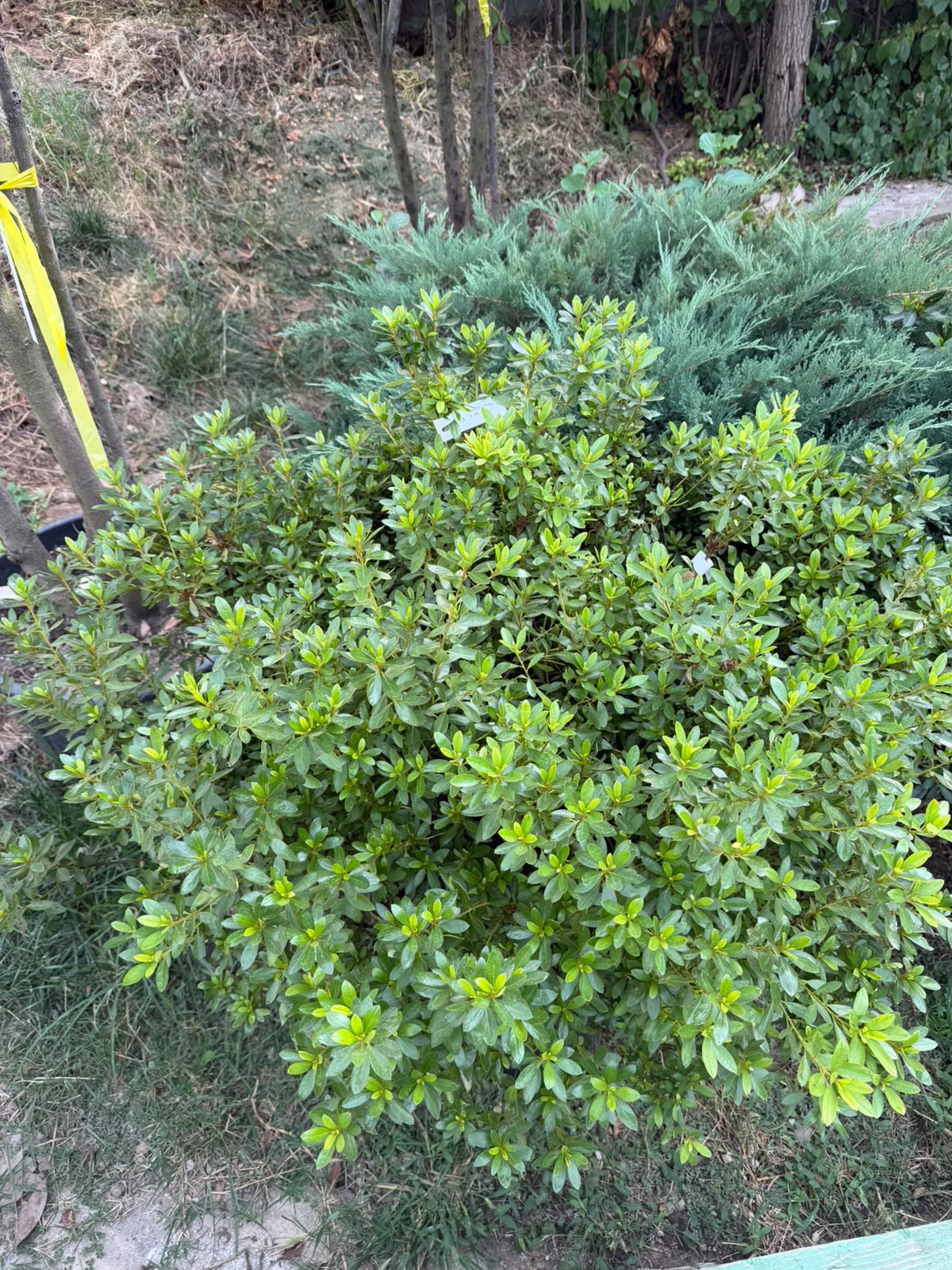 Azalea japonica – Azalee japoneză