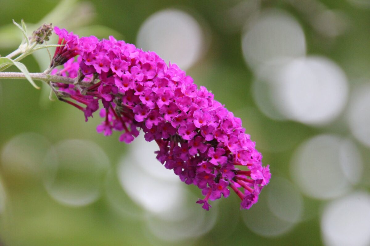 Buddleja davidii - Liliac de vară