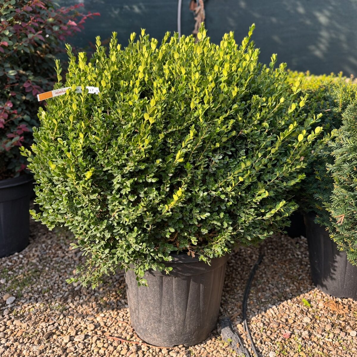 Buxus sempervirens - Cimișir