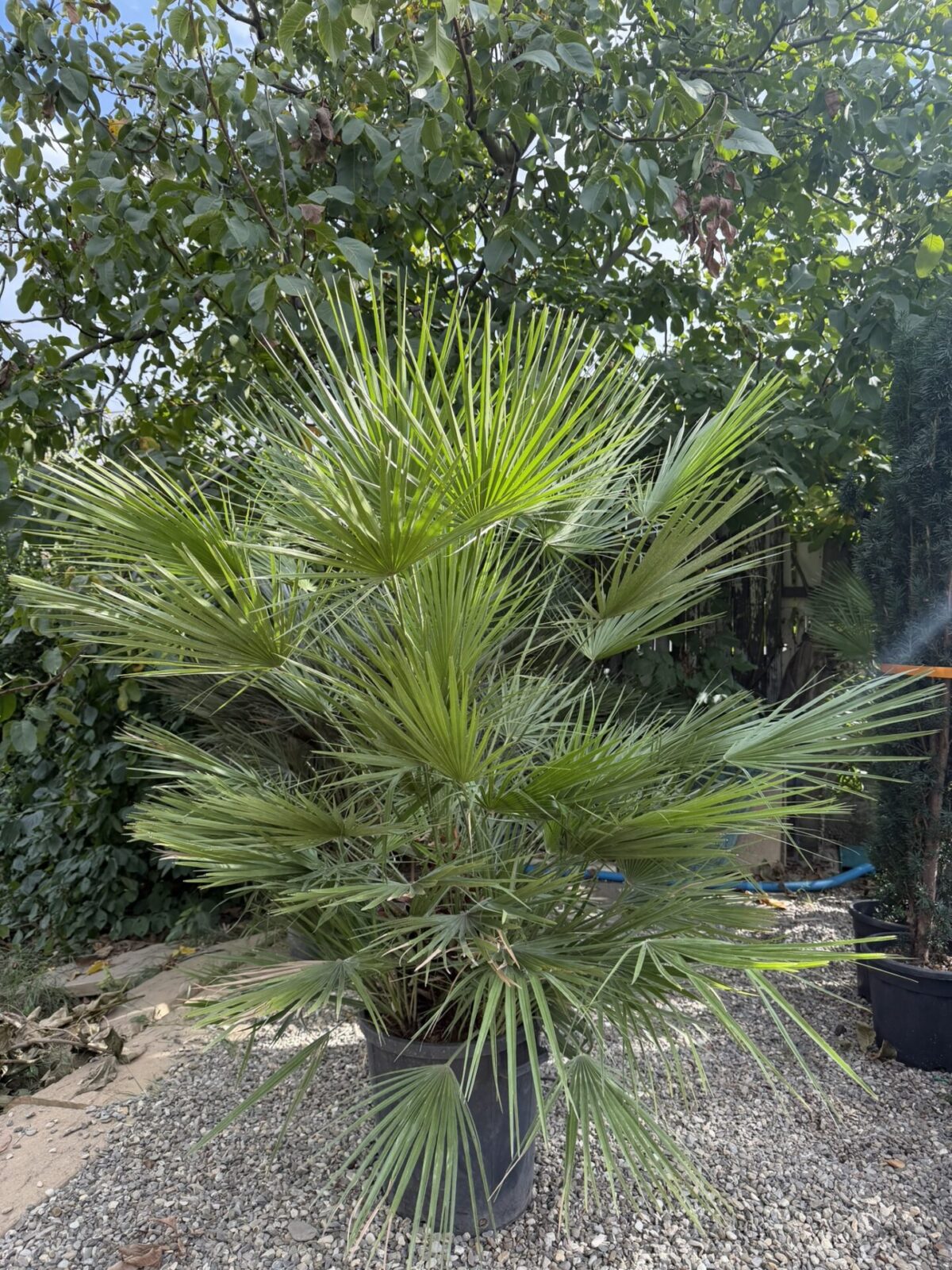 Chamaerops humilis – Palmier pitic mediteranean