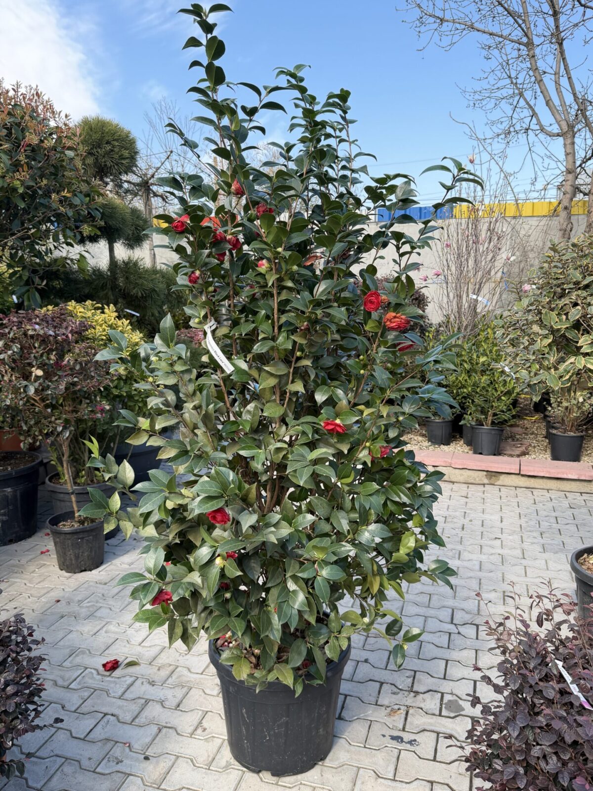 Camellia japonica Rosso