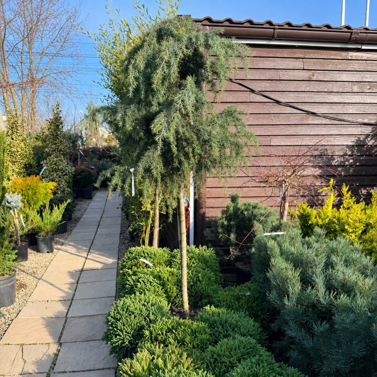 Cedrus deodara 'Feelin' Blue'