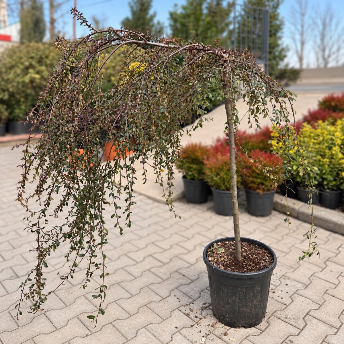 Cotoneaster horizontalis - Bârcoace