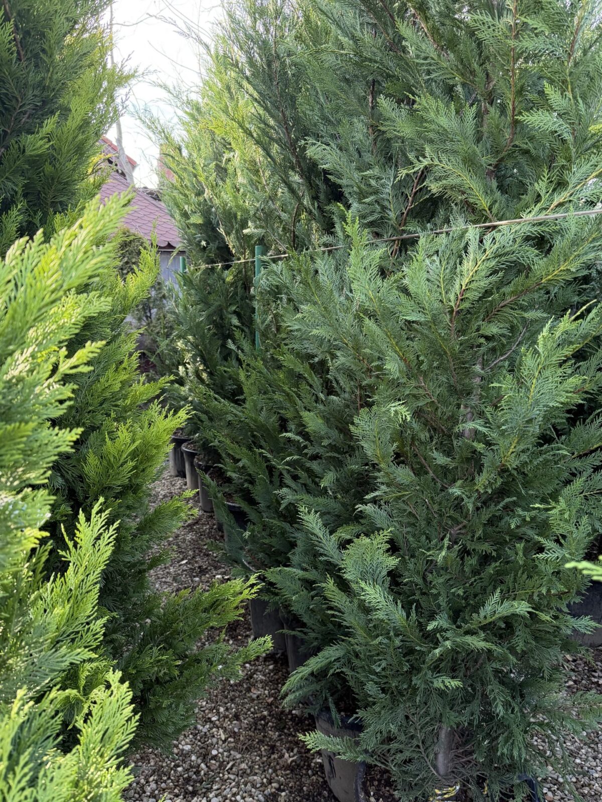 × Cuprocyparis leylandii (sin. Cupressocyparis leylandii)