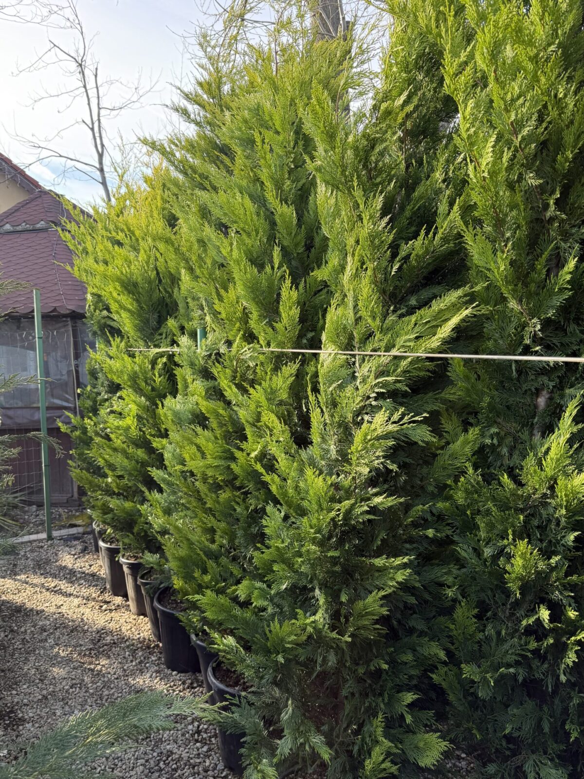 × Cuprocyparis leylandii 'Gold Rider'