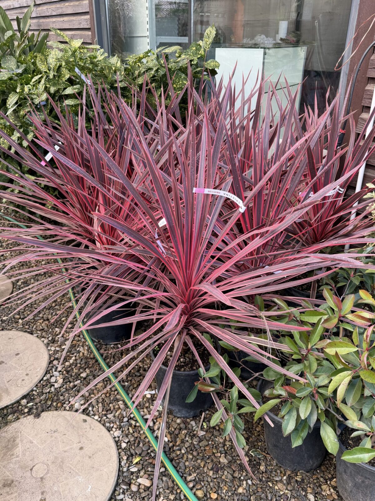 Cordyline australis 'Red Star' – Cordiline roșie