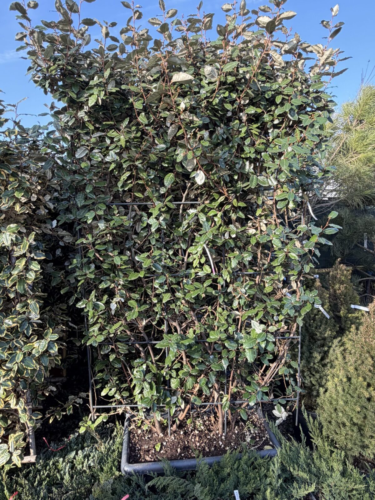 Elaeagnus × ebbingei Spalliera – Elaeagnus pe spalier