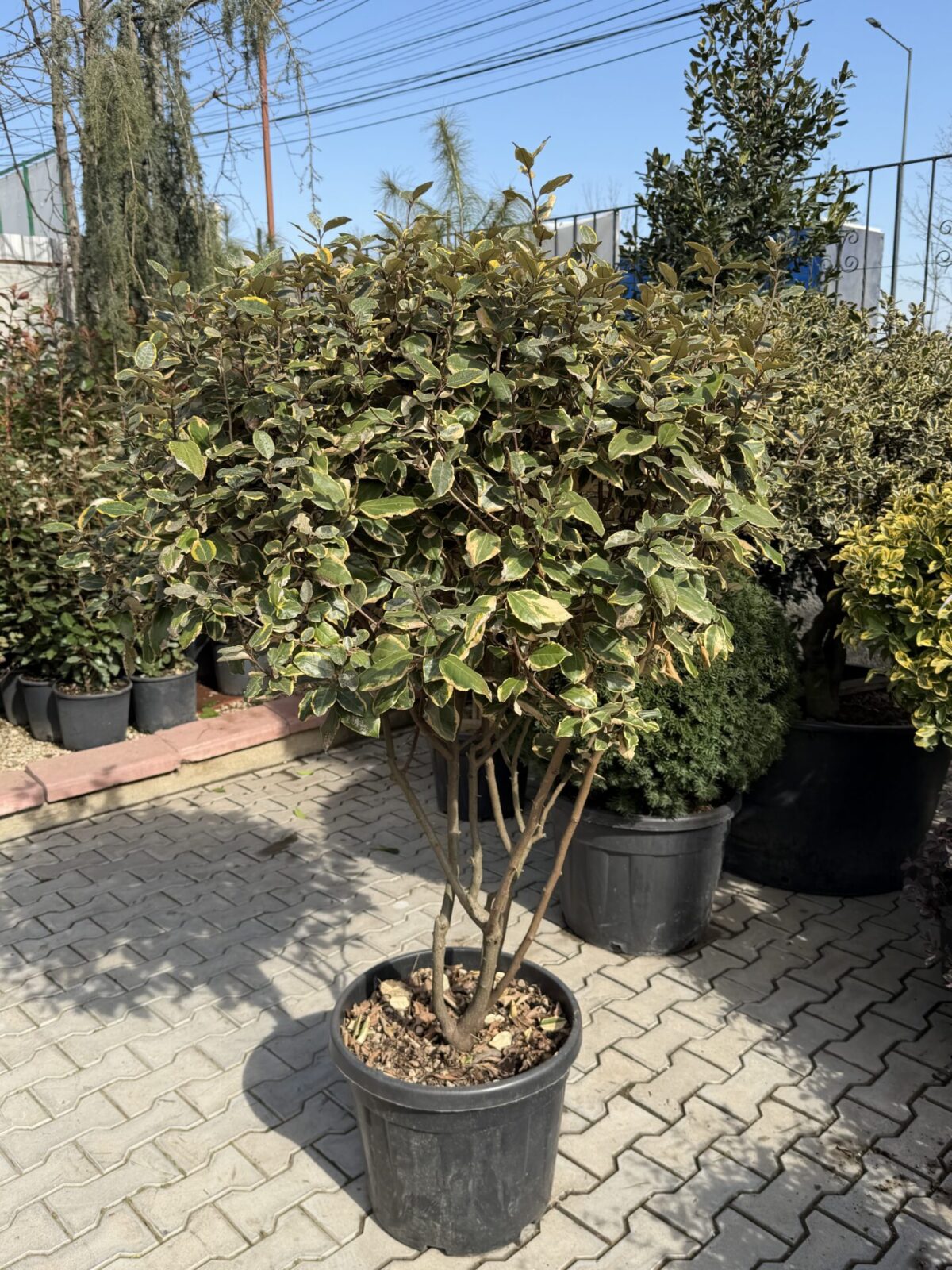Elaeagnus × ebbingei Variegata 1/2 Fusto – Elaeagnus variegat pe tijă