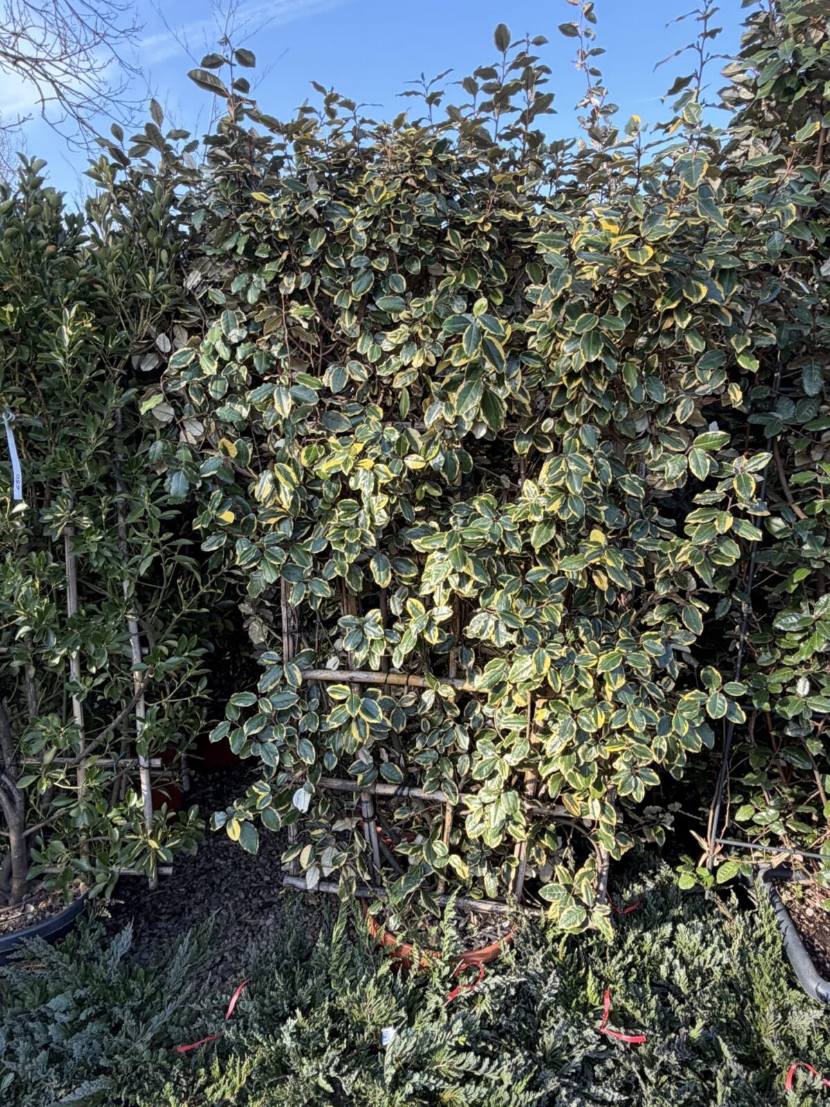Elaeagnus × ebbingei, cultivar variegat
