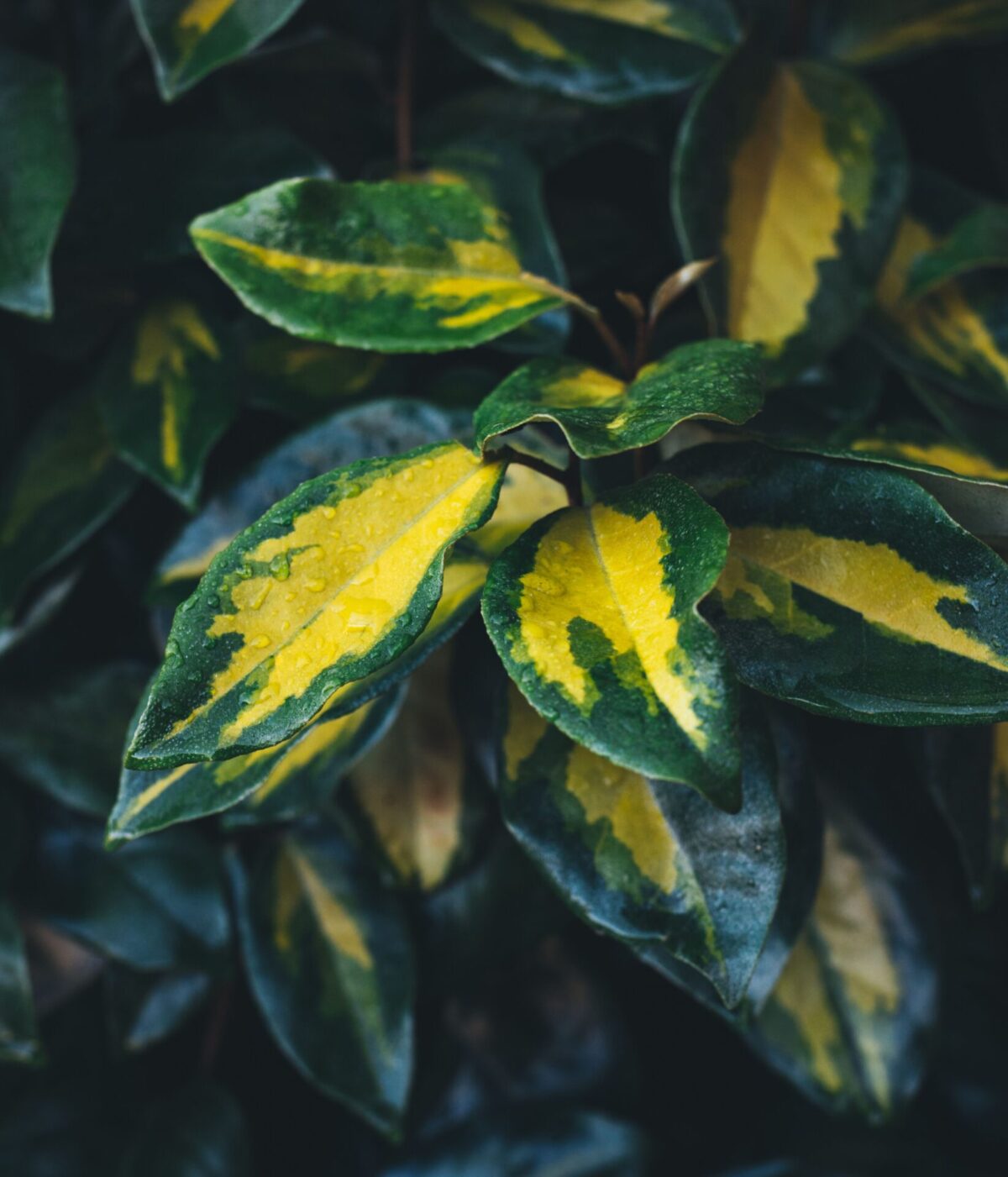 Elaeagnus × ebbingei 'Viveleg' – Elaeagnus variegat auriu